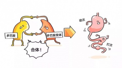 基于饑餓源于菌群的新發(fā)現將引發(fā)慢病防控突破性進(jìn)展